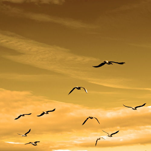 Birds flying under a yellow sky